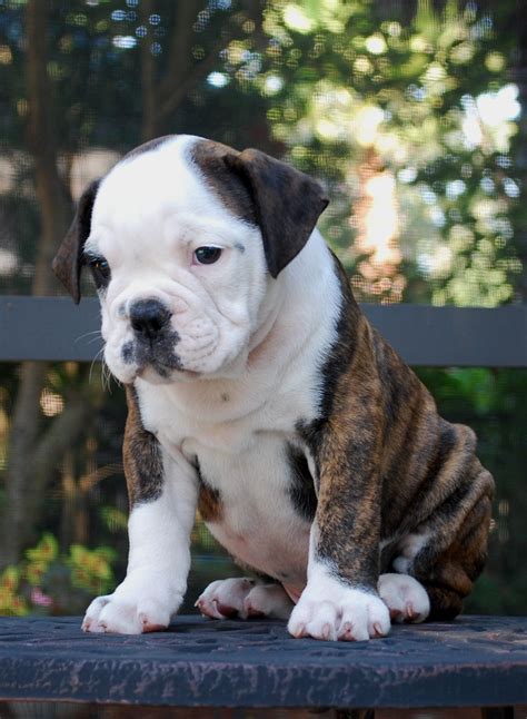 hermes olde english bulldogge